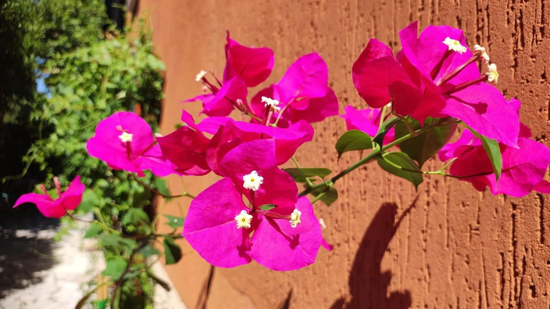 Frühstückspension Casapatrizia B&B Sirmione