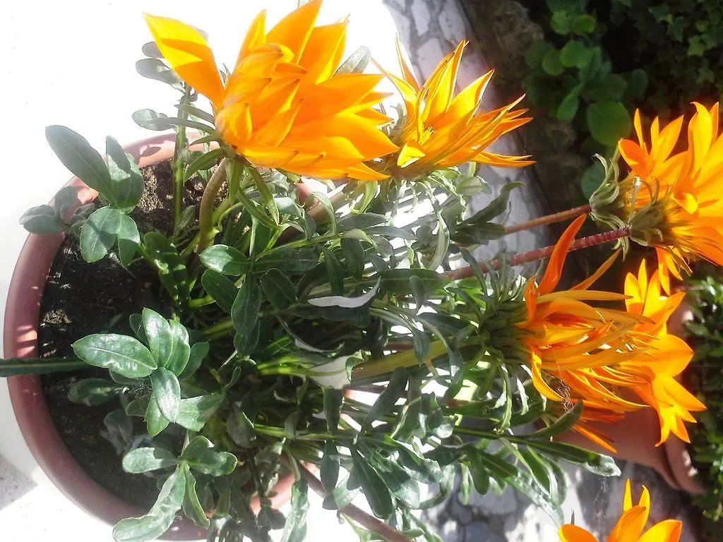 Frühstückspension Casapatrizia B&B Sirmione Italien
